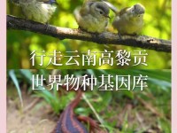 首届高黎贡山国际观鸟节在即，大家一起去观鸟！