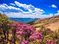 云南楚雄：走进大姚小百草岭，赏多彩梦幻的杜鹃花海