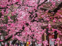 云南的花花世界:樱花绽放春意浓 热度飙升日子火