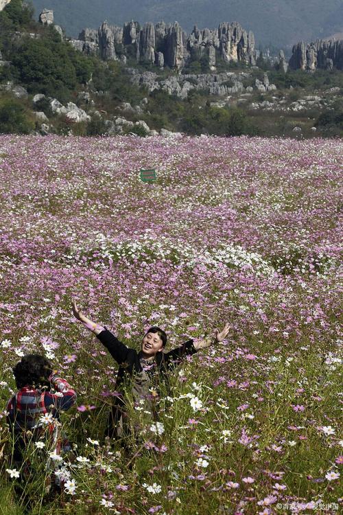 一起“云赏花”！云大垂丝海棠、安宁油菜花海…昆明春天最美的花都在这了