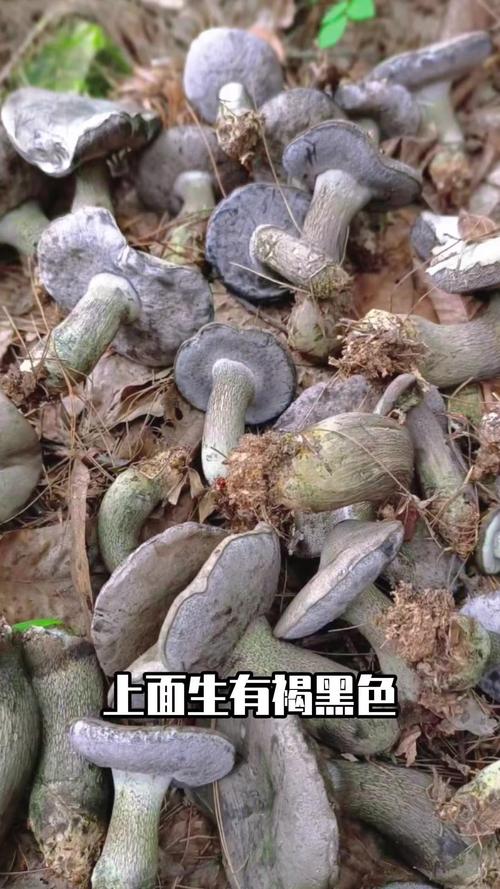 在我们云南，“张飞”“关羽”是美味的野生菌