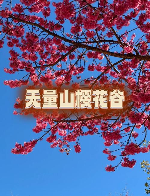 又到无量山樱花谷姹紫嫣红的时候，美的一发不可收拾！