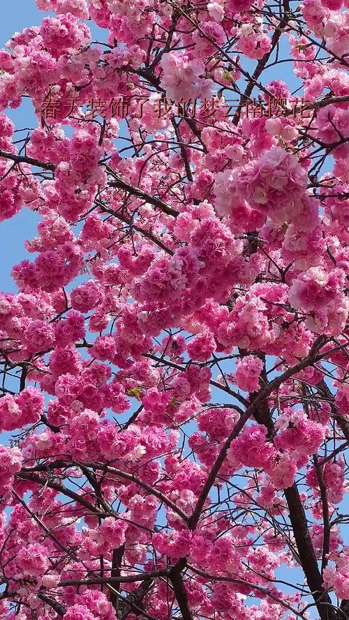 云南的花花世界:樱花绽放春意浓 热度飙升日子火