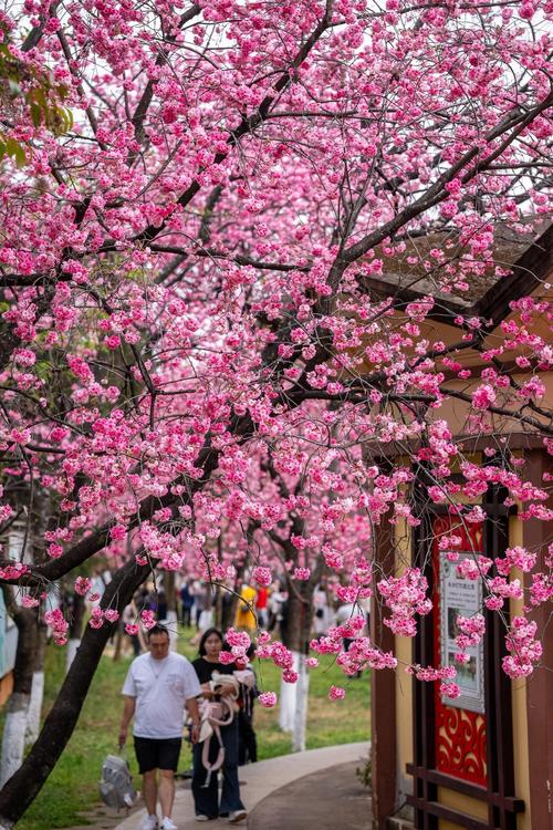 云南的花花世界:樱花绽放春意浓 热度飙升日子火